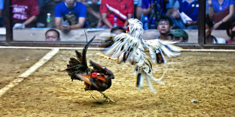 Chọn kèo đá gà chuẩn khi chơi